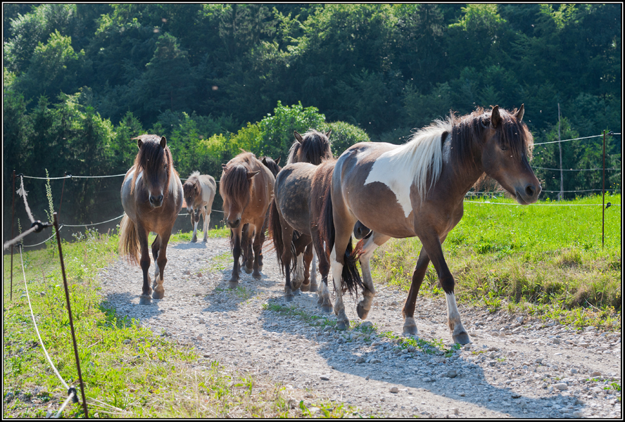 the way of horses